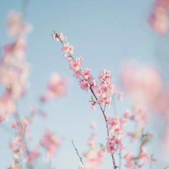 树上的粉色花朵与蓝色天空