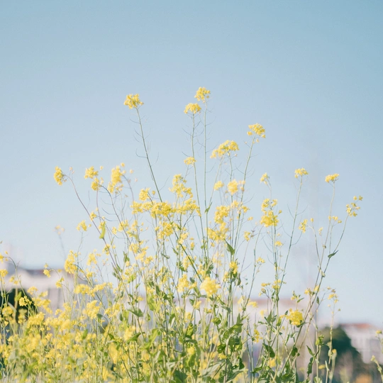 黄色花朵在蔚蓝的天空下