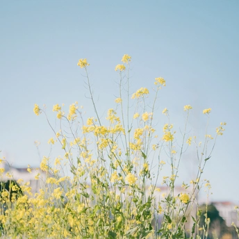 黄色花朵在蔚蓝的天空下