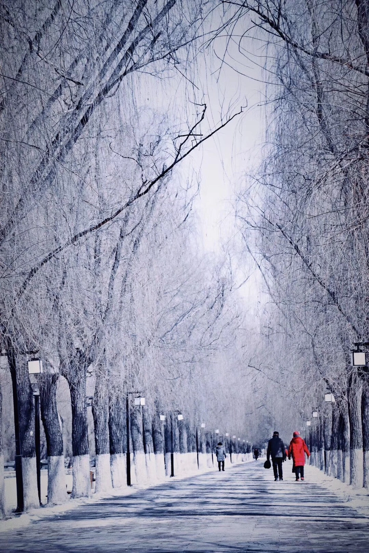 雪后·北陵公园