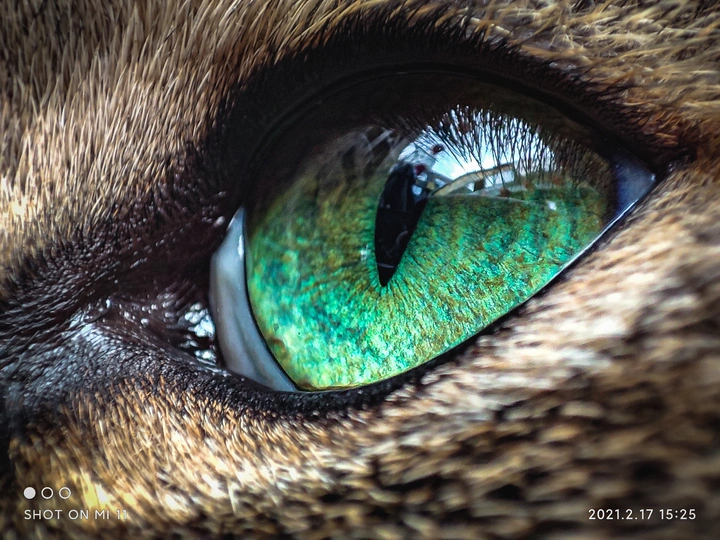 猫眼