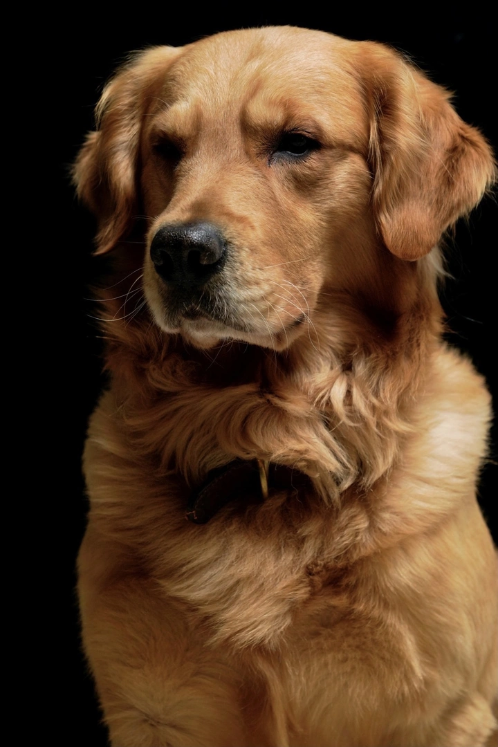金毛寻回犬