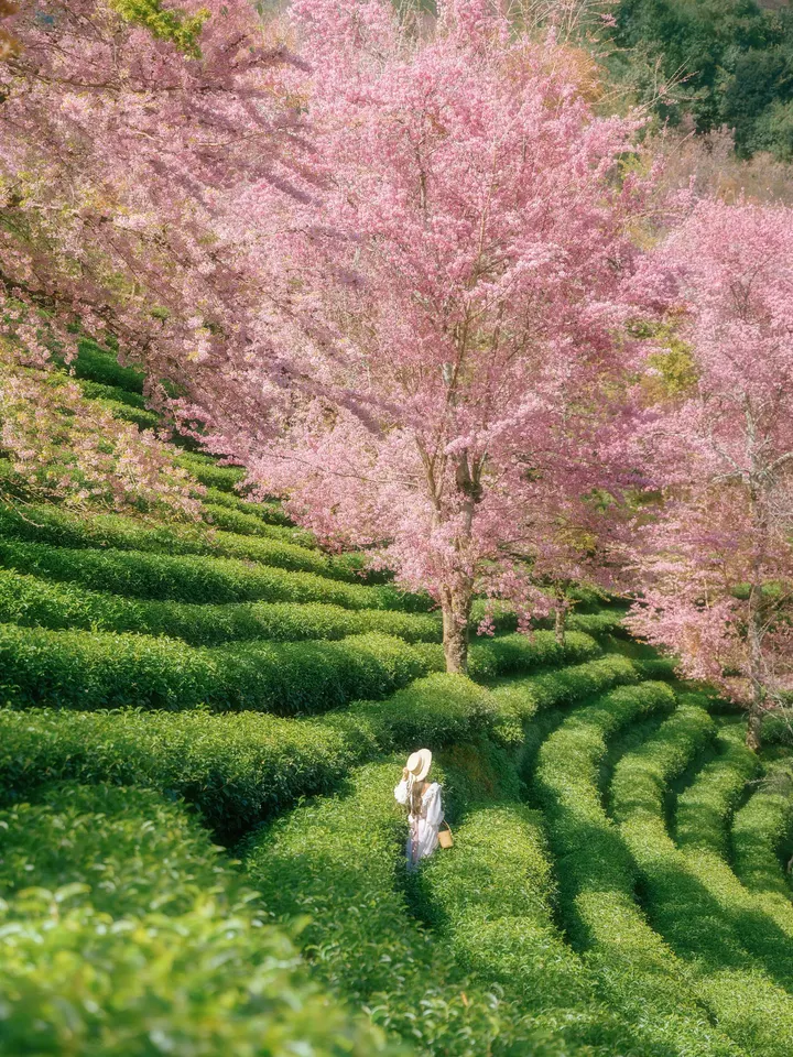 中国春天最早到达的地方｜樱花谷