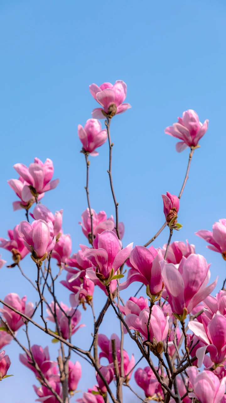 玉兰花开