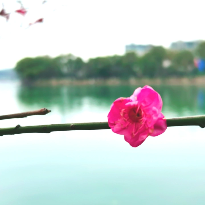 暗香•梅