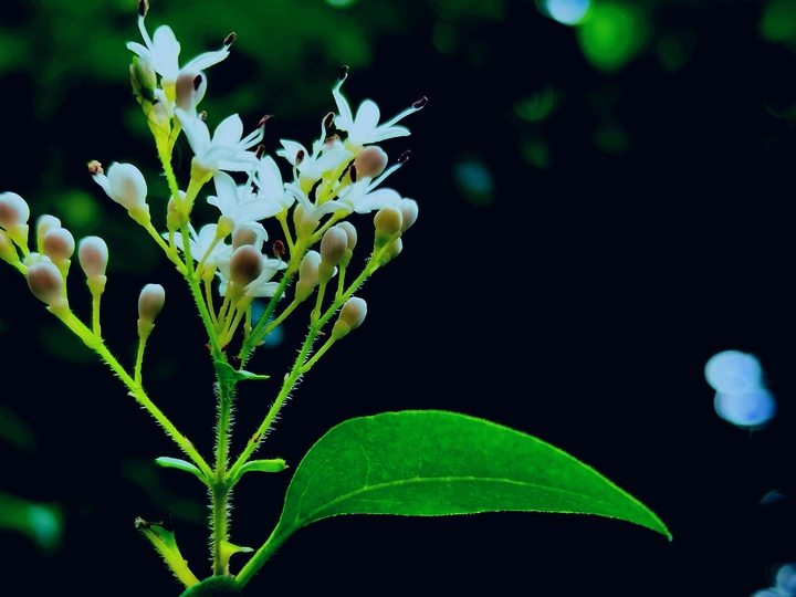 小腊花