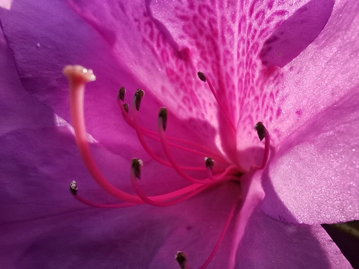 杜鹃花