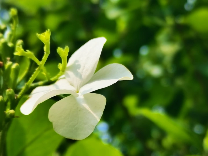 素雅•琼花