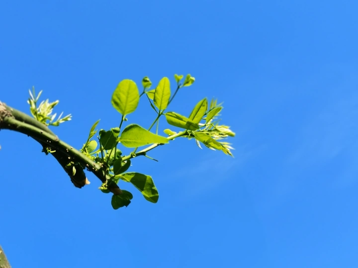 龙爪槐