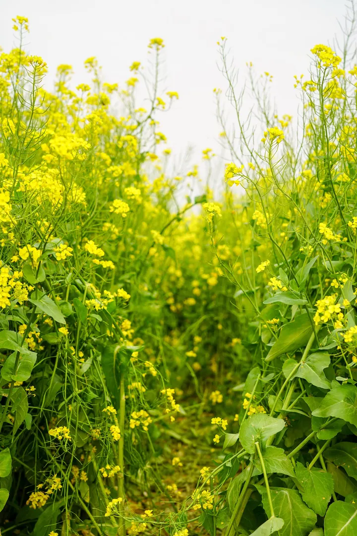 春天的油菜花盛开
