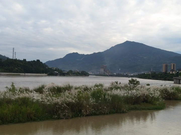 大渡河湿地芦苇