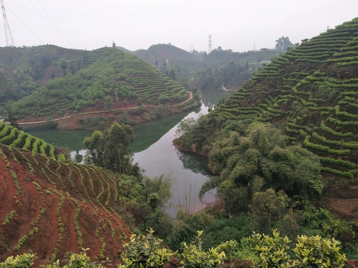 春茶