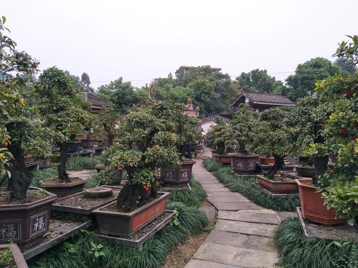 盆景之美