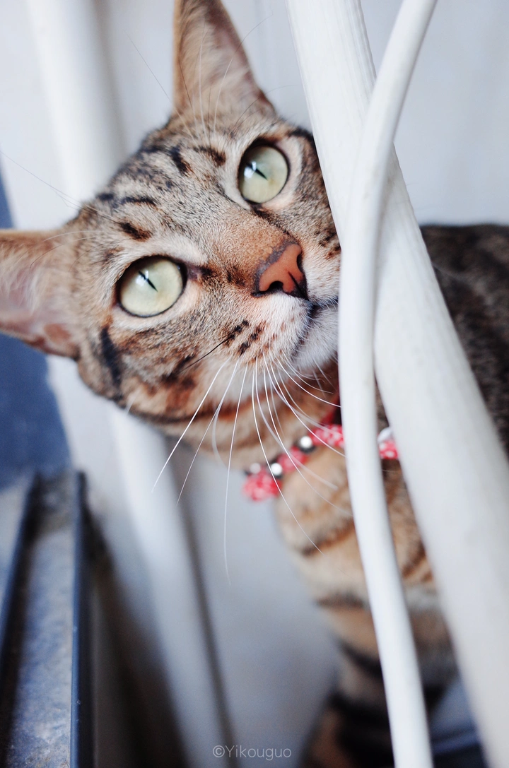 流浪猫也可以很幸福