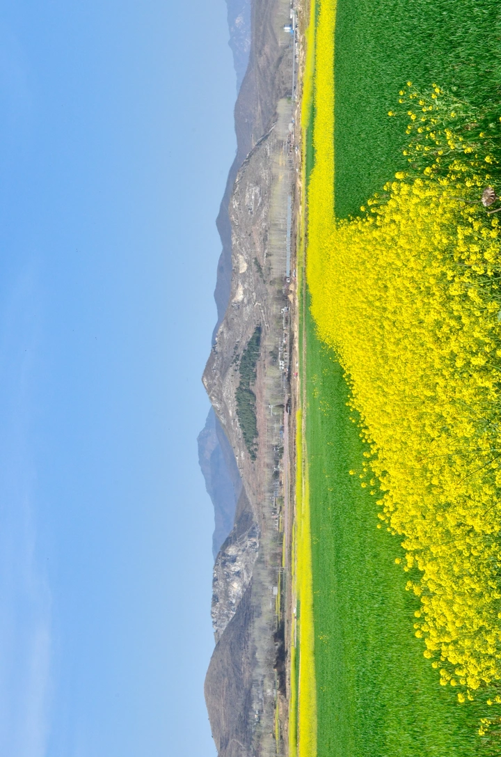 山向花海