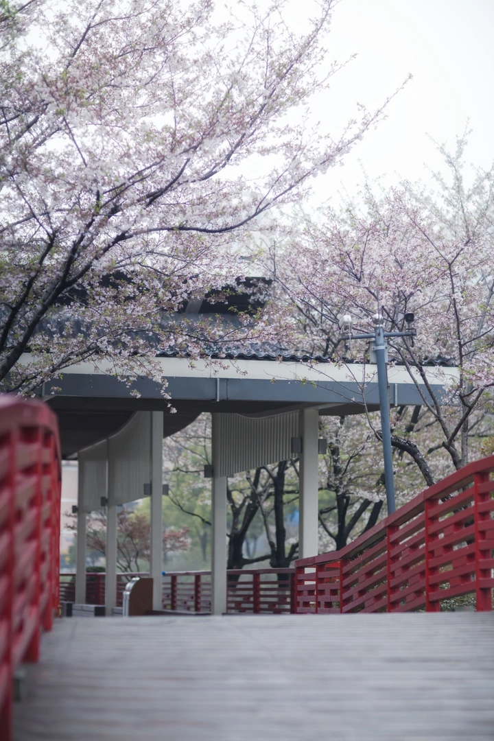 樱花公园