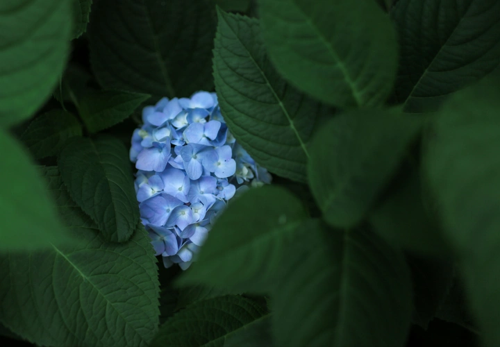 绣球花