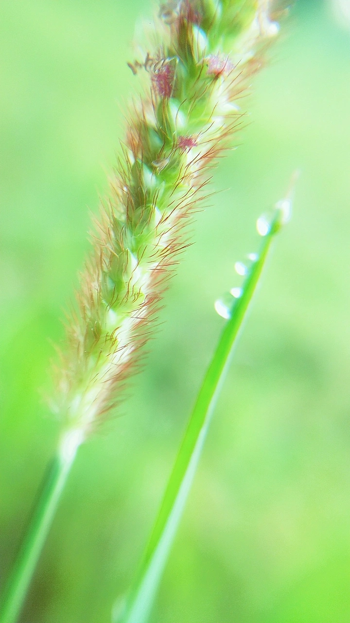 白露