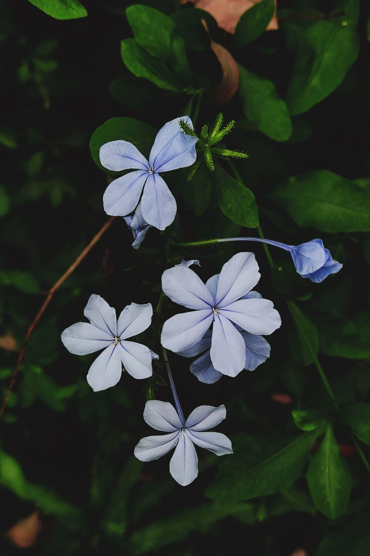 雪蓝花