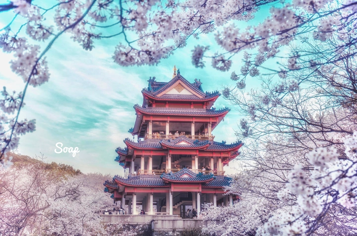 樱花谷