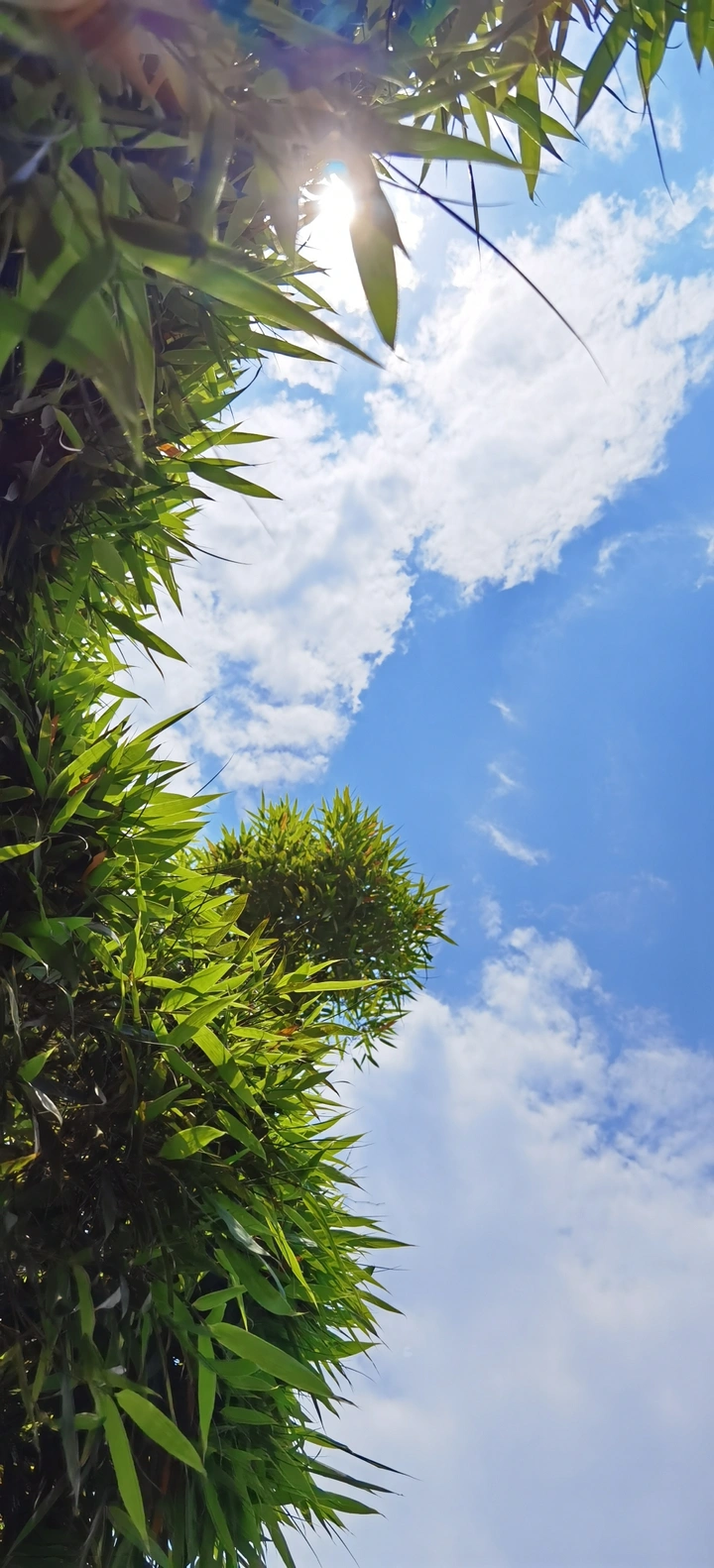 外婆家的竹林蓝天