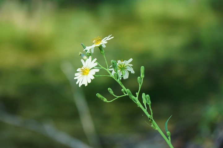 一株野菊
