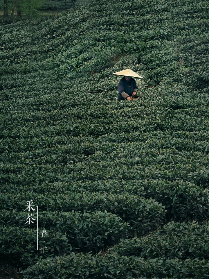 采茶·春忙