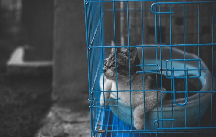 《禁锢》