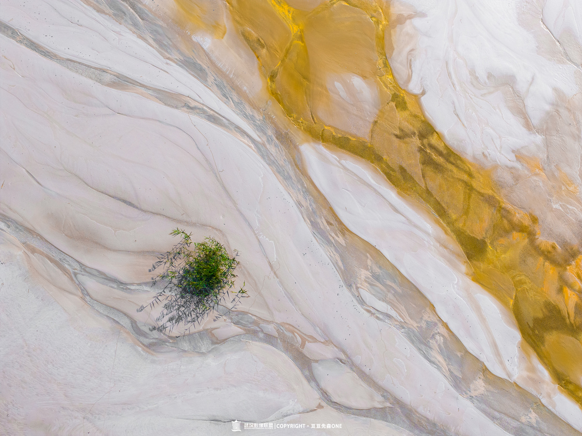抽象图像 白色和黄色色调 水中有一小株植物