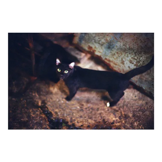 夜晚在洞穴中行走的黑猫