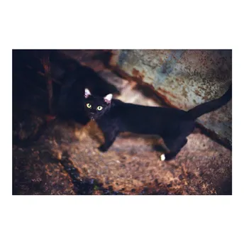 夜晚在洞穴中行走的黑猫
