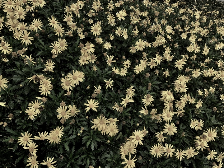 菊