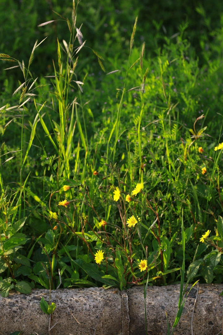 亦花亦草亦青春