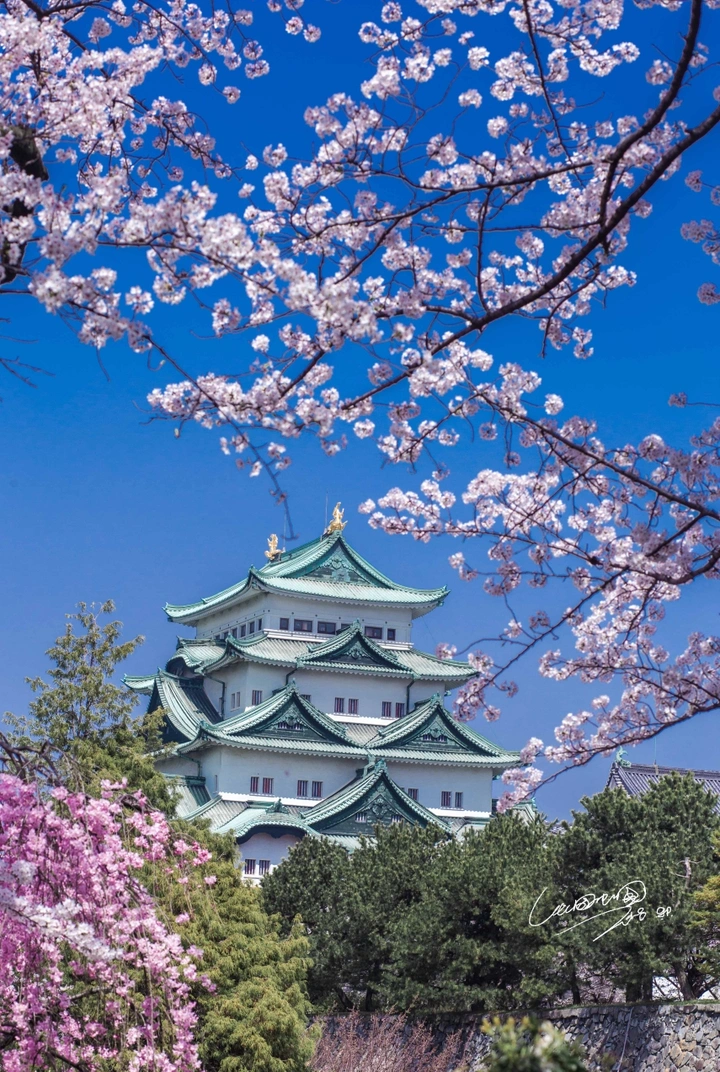 樱花抄