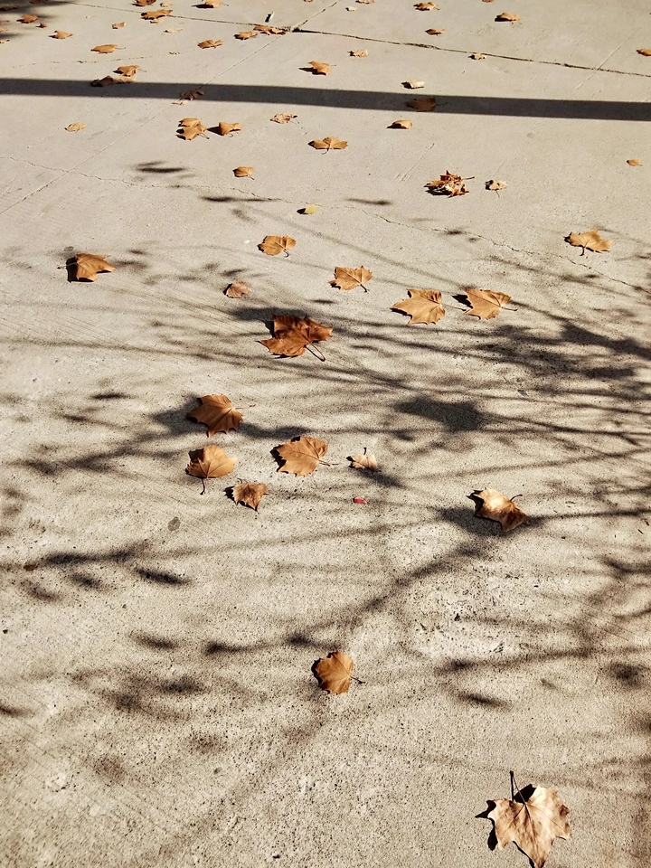 繁花终落地