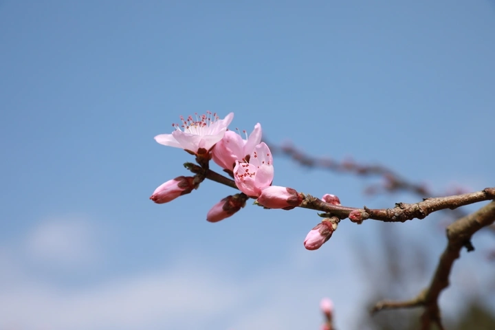 一枝春