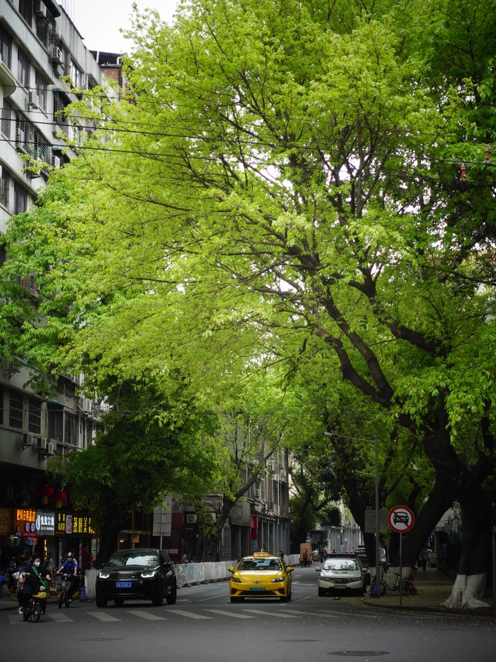 大德路的春天