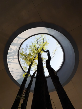 抬头望向建筑物中的圆形窗户上的高树