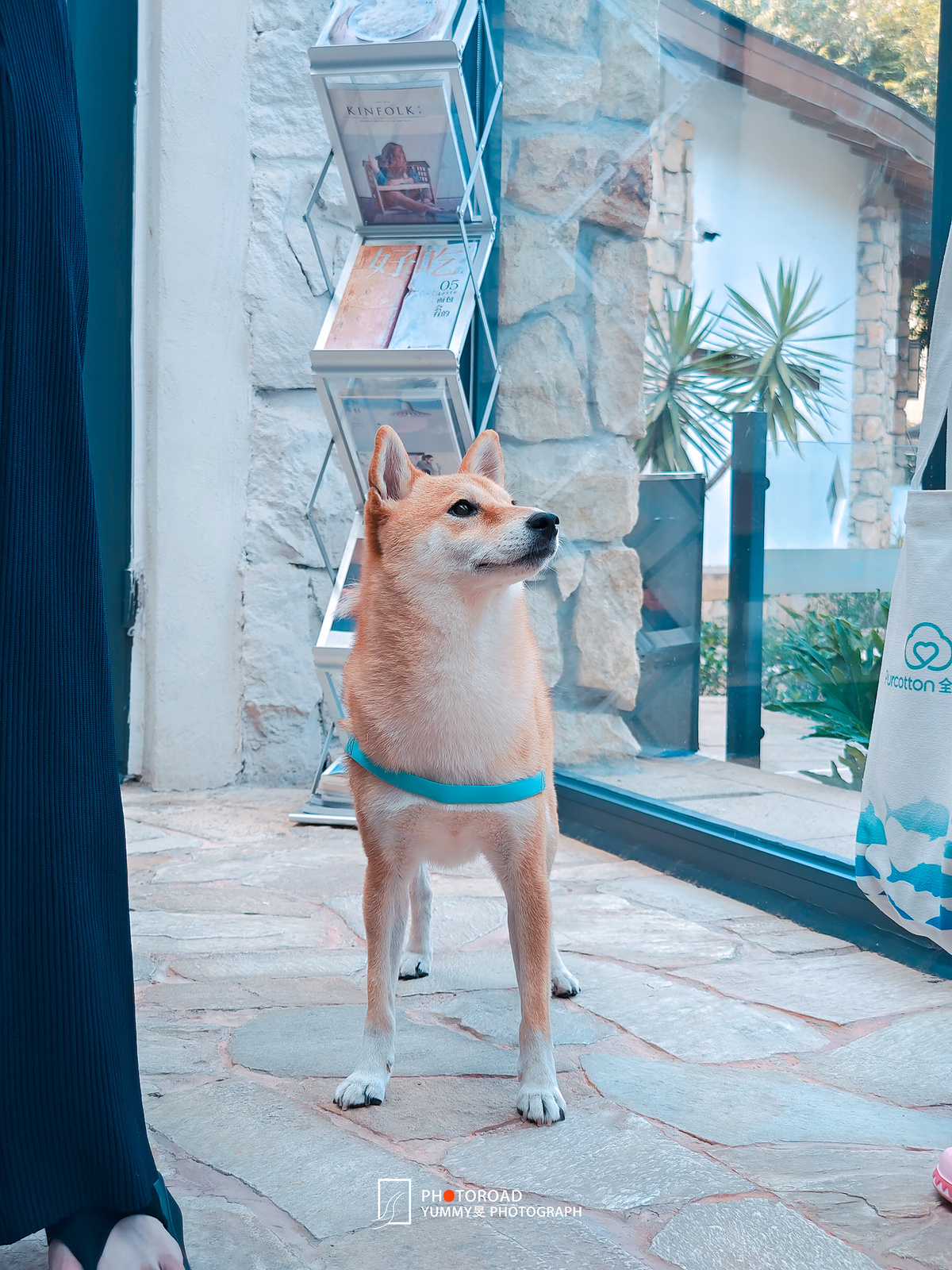 一只拴着皮带的小狗站在商店外面