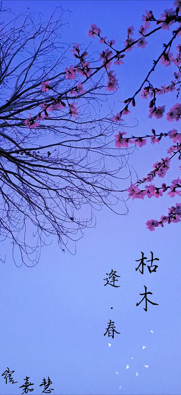 枯木·逢春