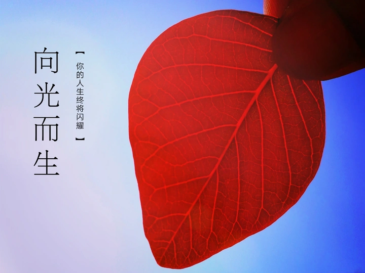 《树叶》向光而生，你的人生终将美丽闪耀