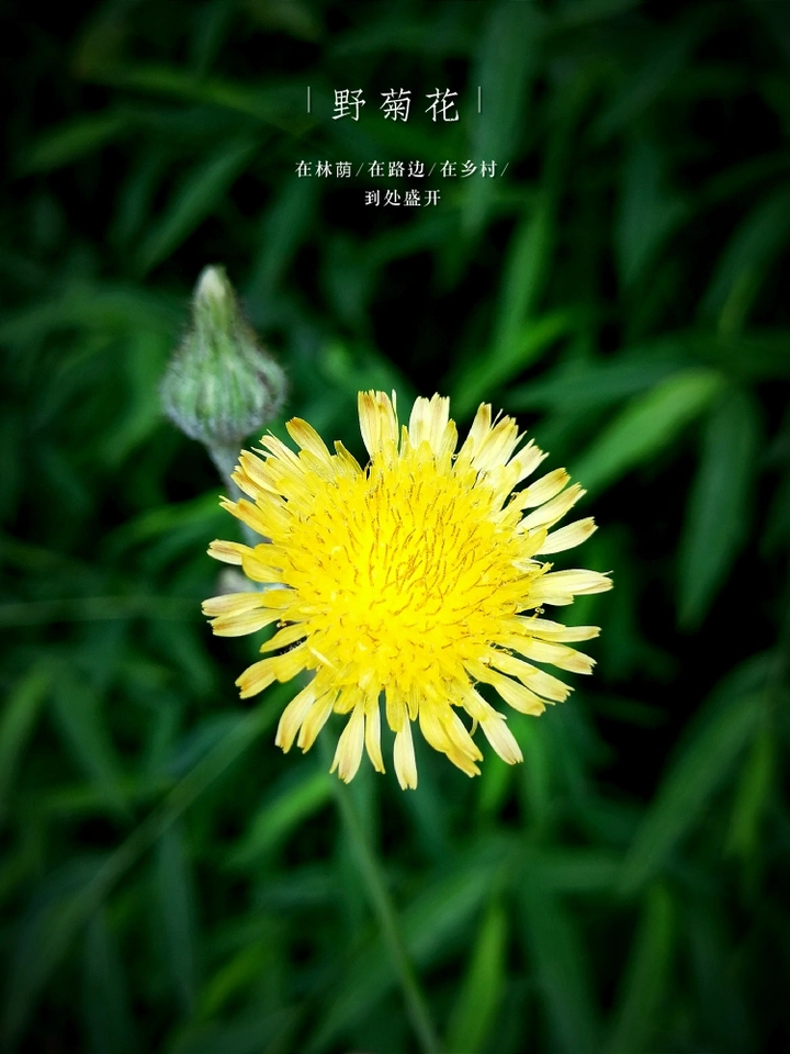 花卉摄影：野菊花也有春天，看这怒放的生命