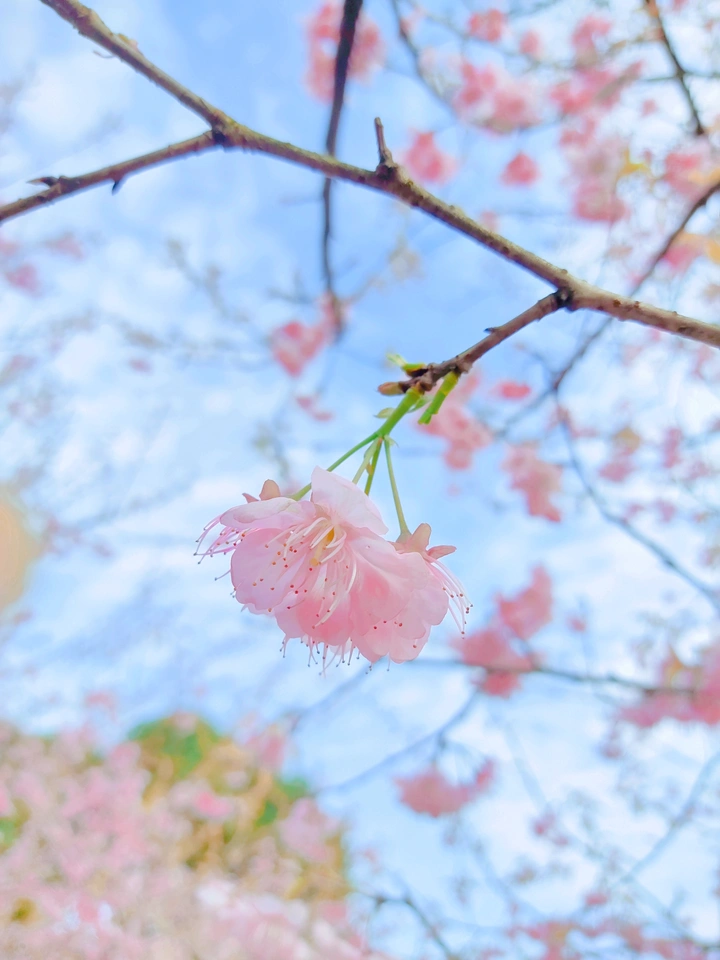 春