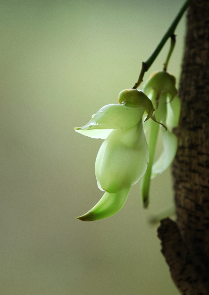 小玉鸟：禾雀花