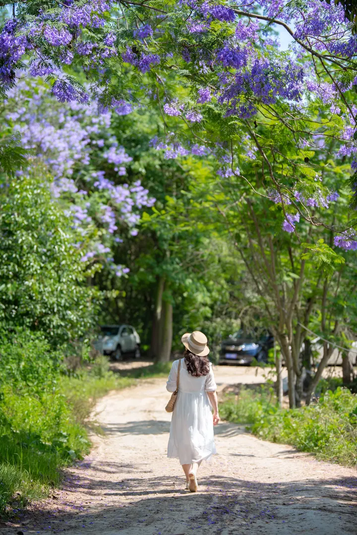 蓝花楹森林🌳