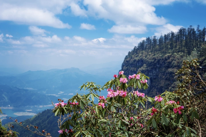 高山杜鹃