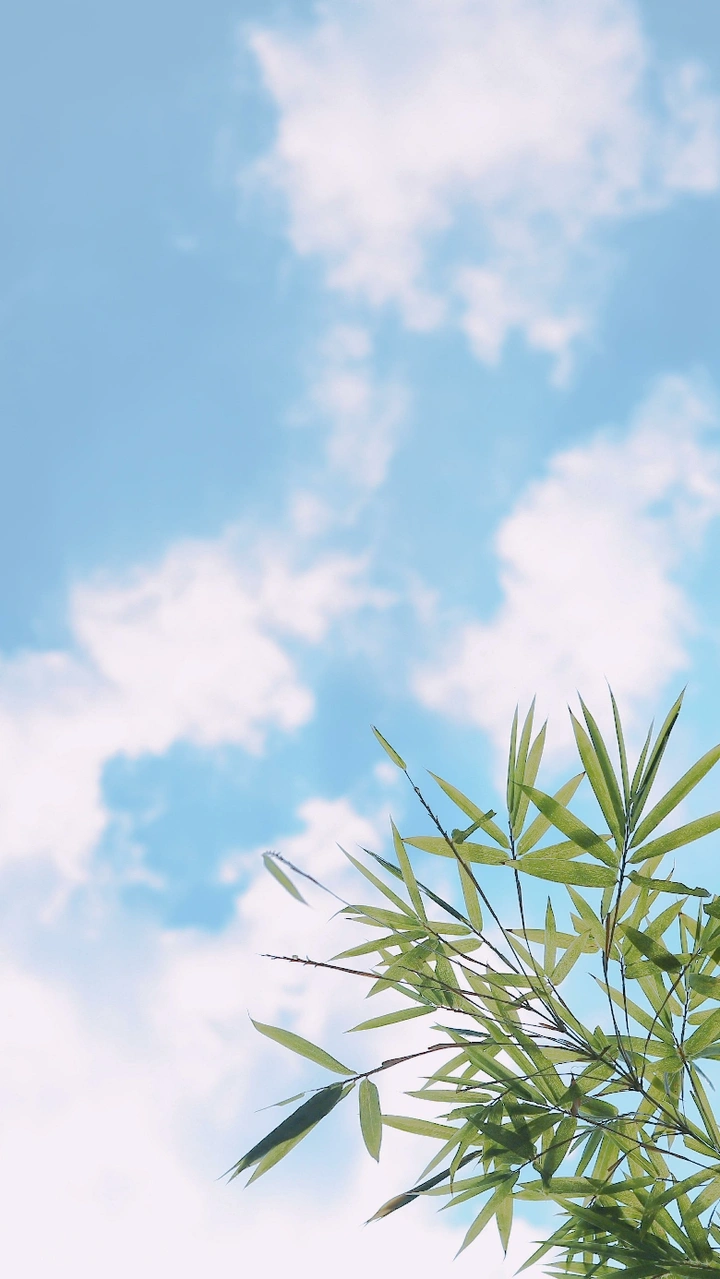 竹叶