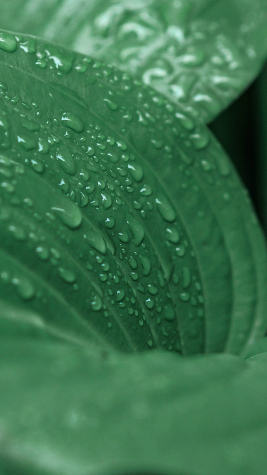 雨后绿叶上的水滴