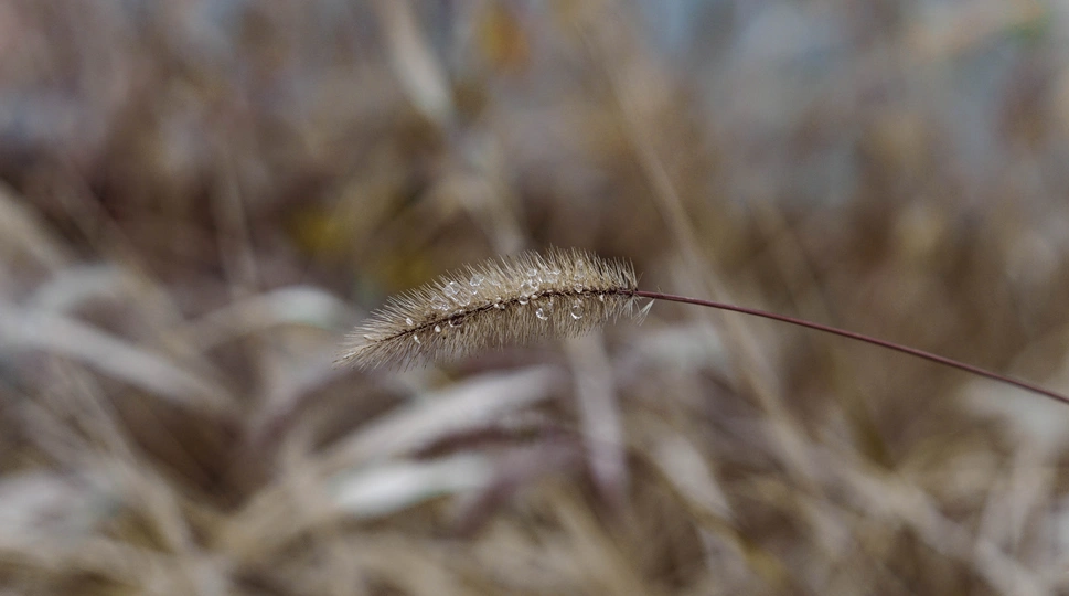 田地里植物的特写