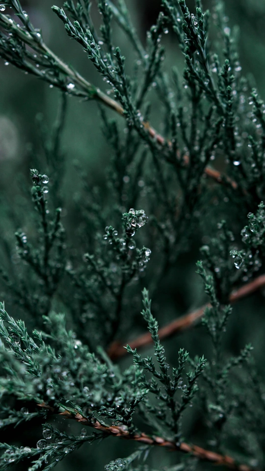 雨落在一棵绿松树的树枝上